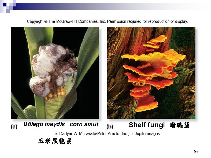 Utilago maydis corn smut Shelf fungi 暗礁菌 玉米黑穗菌 55 