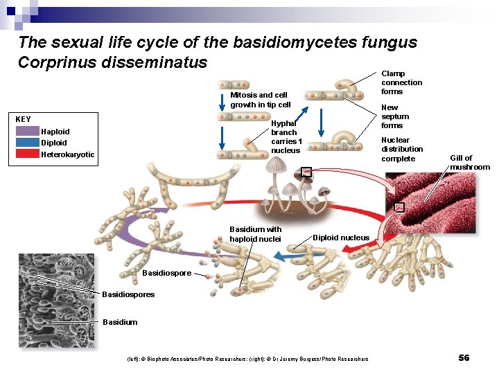 The sexual life cycle of the basidiomycetes fungus Corprinus disseminatus Clamp connection forms Mitosis