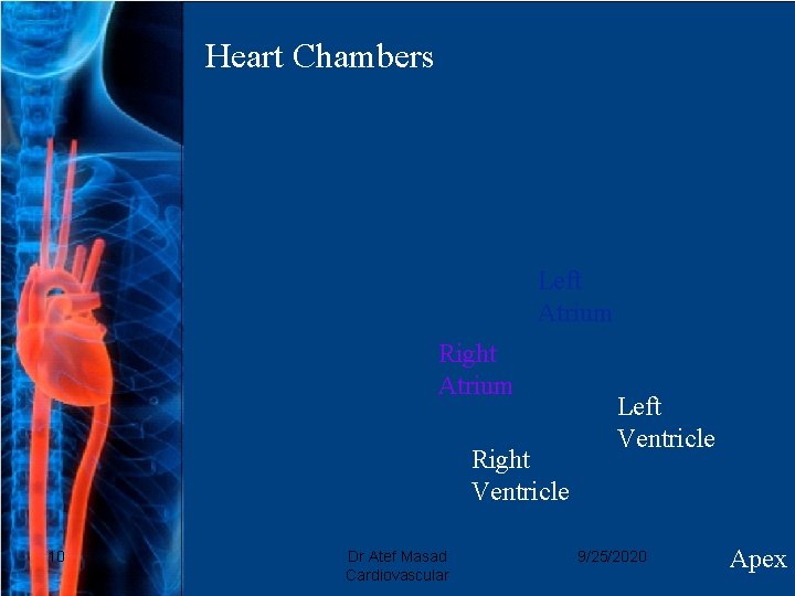 Heart Chambers Left Atrium Right Ventricle 10 Dr Atef Masad Cardiovascular Left Ventricle 9/25/2020