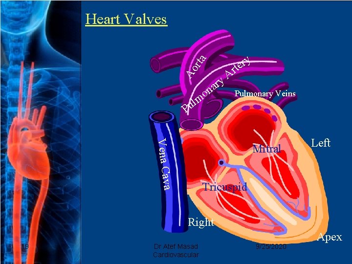Ao rta Heart Valves P A y ar y r e rt n o