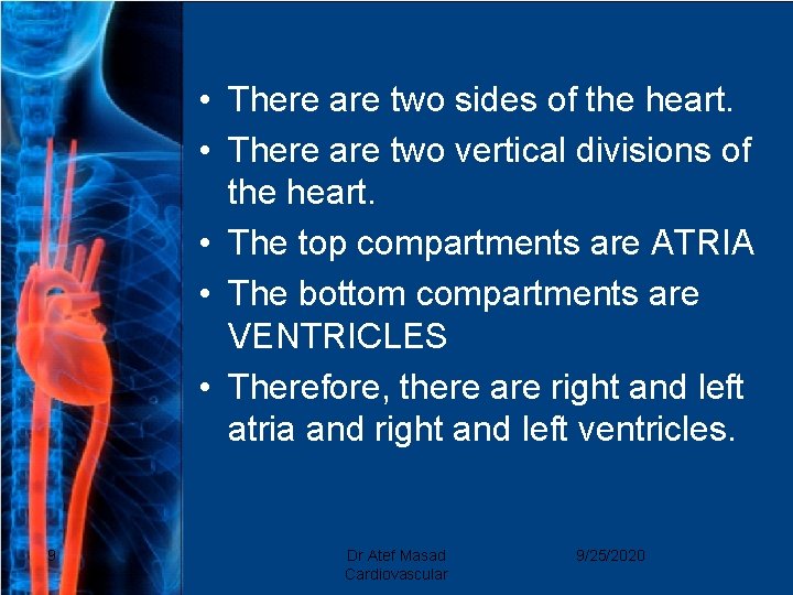  • There are two sides of the heart. • There are two vertical