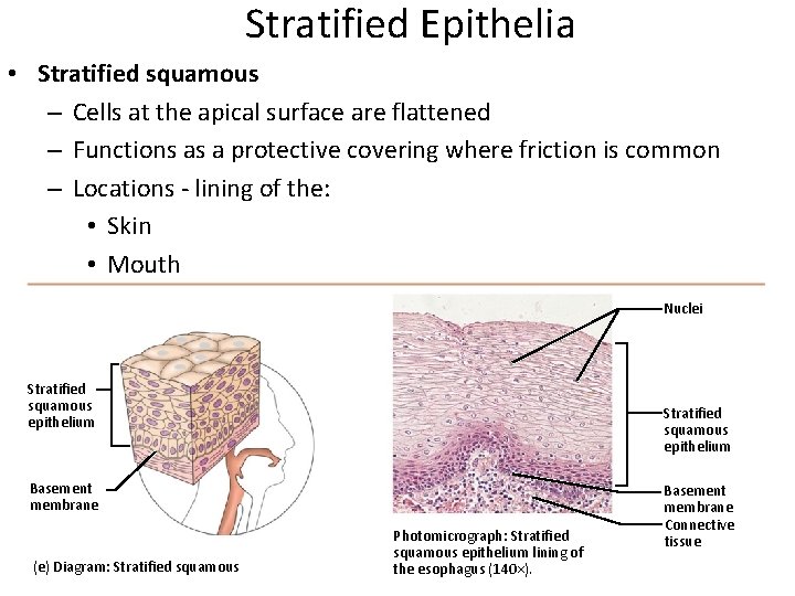 Stratified Epithelia • Stratified squamous – Cells at the apical surface are flattened –