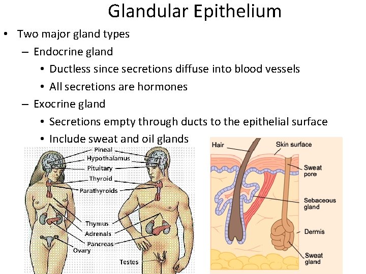 Glandular Epithelium • Two major gland types – Endocrine gland • Ductless since secretions