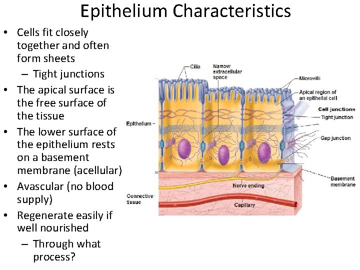 Epithelium Characteristics • Cells fit closely together and often form sheets – Tight junctions