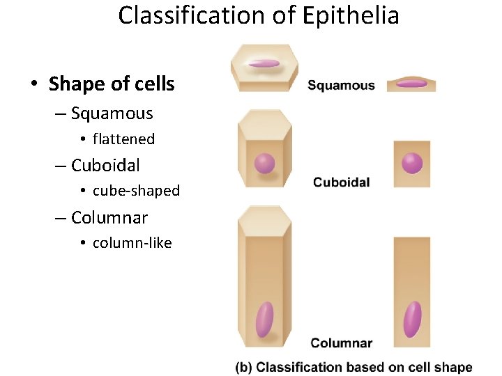 Classification of Epithelia • Shape of cells – Squamous • flattened – Cuboidal •
