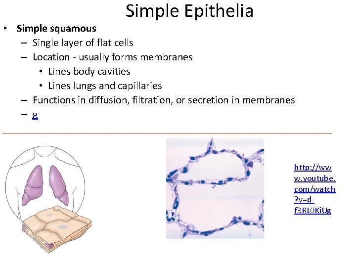 Simple Epithelia • Simple squamous – Single layer of flat cells – Location -