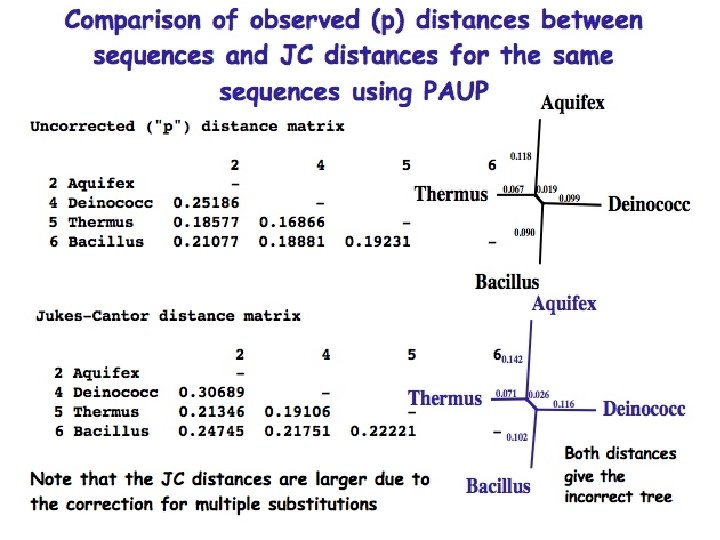 Comparison of observed (p) distances between sequences and JC distances for the same sequences