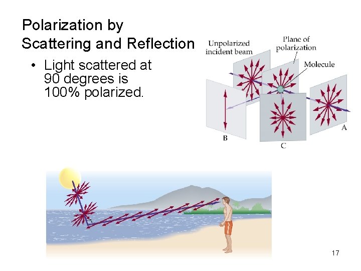 Polarization by Scattering and Reflection • Light scattered at 90 degrees is 100% polarized.