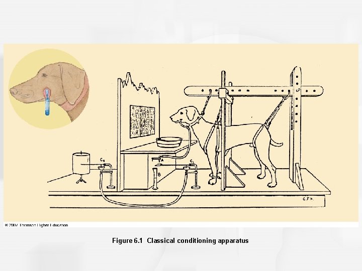 Figure 6. 1 Classical conditioning apparatus 