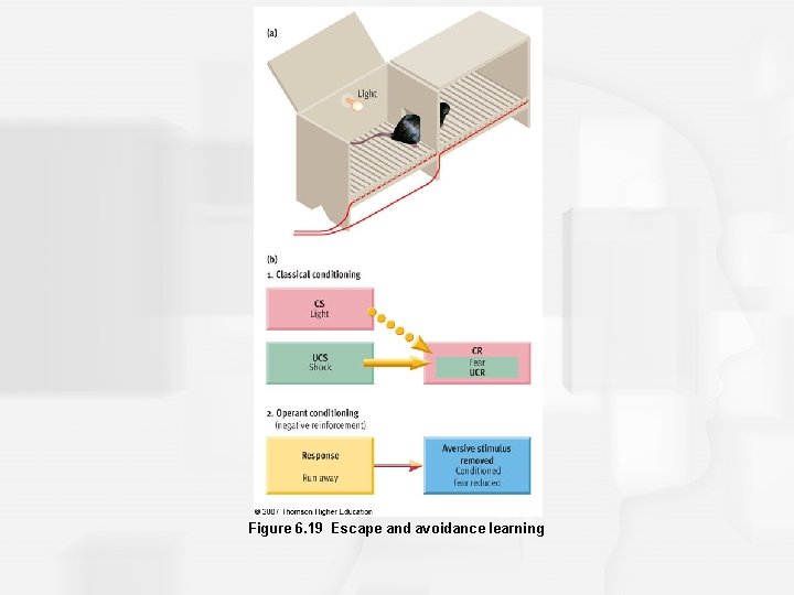 Figure 6. 19 Escape and avoidance learning 