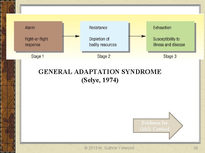 GENERAL ADAPTATION SYNDROME (Selye, 1974) Evidence for GAS: Cortisol © 2015 M. Guthrie Yarwood