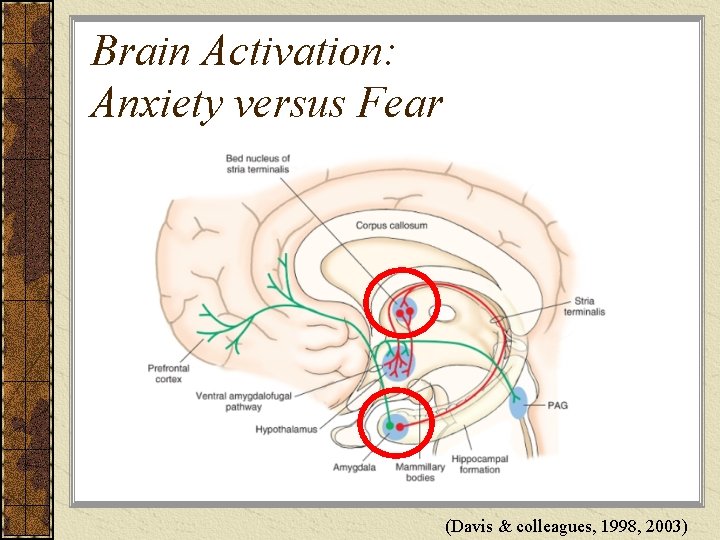 Brain Activation: Anxiety versus Fear (Davis & colleagues, 1998, 2003) 