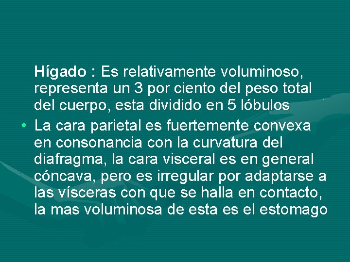 Hígado : Es relativamente voluminoso, representa un 3 por ciento del peso total del