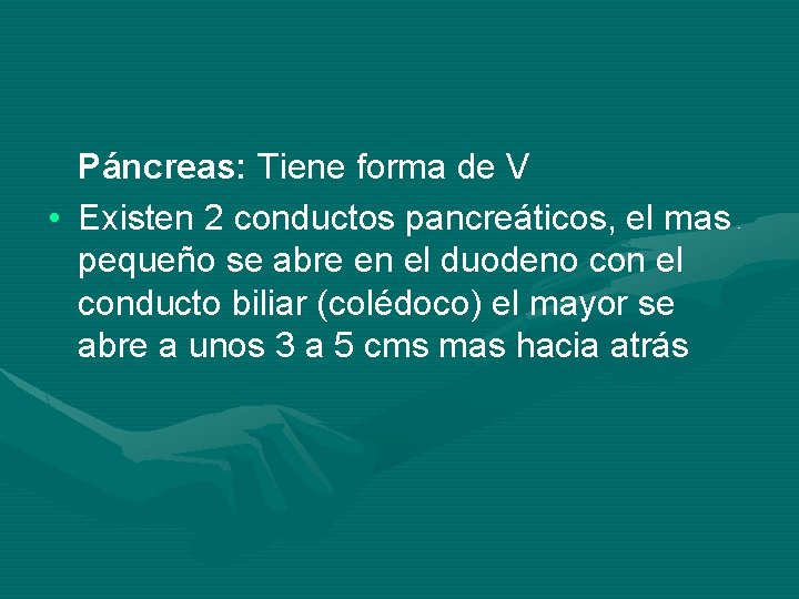 Páncreas: Tiene forma de V • Existen 2 conductos pancreáticos, el mas pequeño se