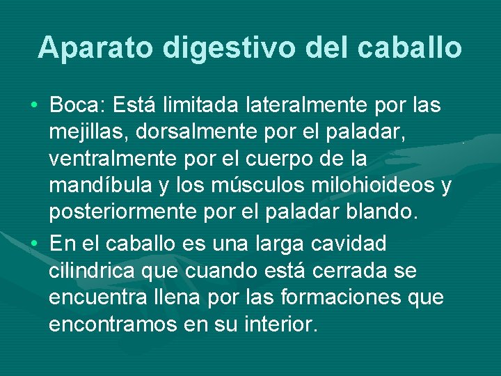 Aparato digestivo del caballo • Boca: Está limitada lateralmente por las mejillas, dorsalmente por