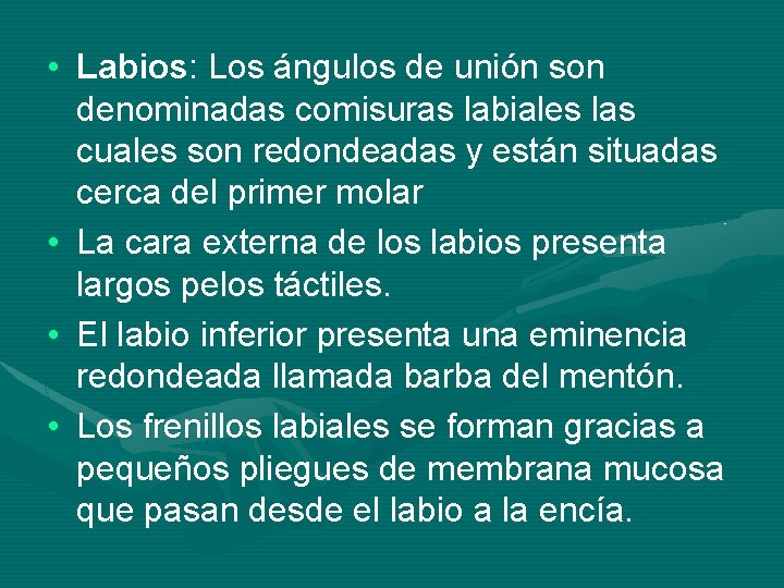  • Labios: Los ángulos de unión son denominadas comisuras labiales las cuales son