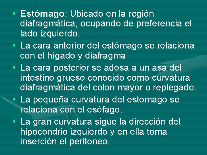  • Estómago: Ubicado en la región diafragmática, ocupando de preferencia el lado izquierdo.