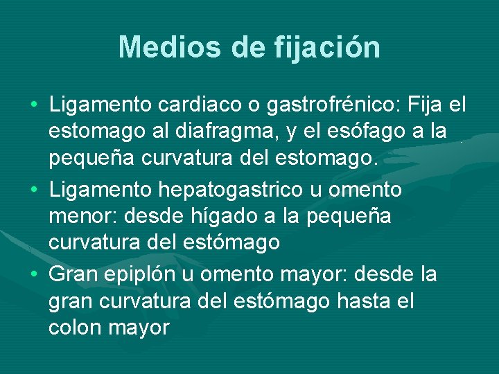 Medios de fijación • Ligamento cardiaco o gastrofrénico: Fija el estomago al diafragma, y