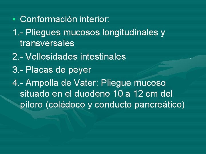  • Conformación interior: 1. - Pliegues mucosos longitudinales y transversales 2. - Vellosidades