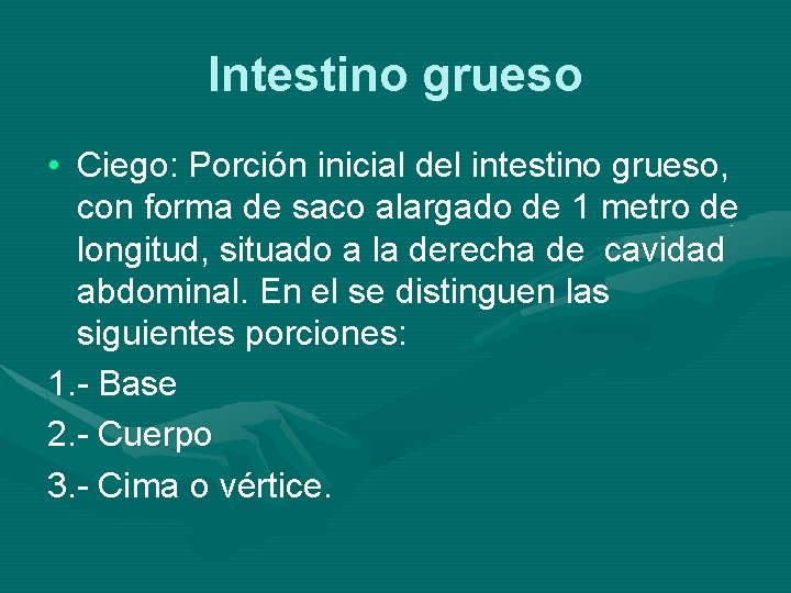 Intestino grueso • Ciego: Porción inicial del intestino grueso, con forma de saco alargado