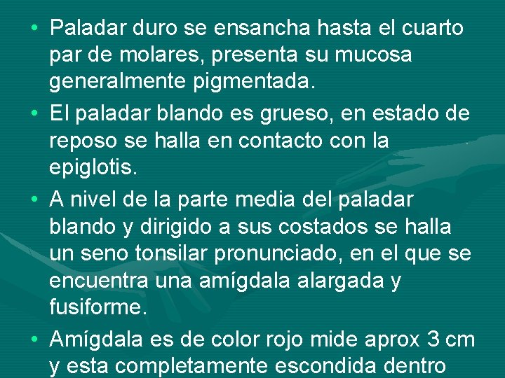  • Paladar duro se ensancha hasta el cuarto par de molares, presenta su