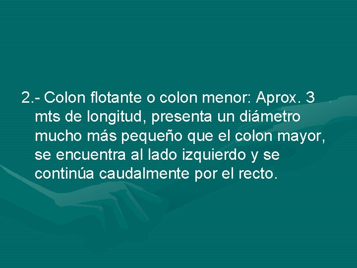 2. - Colon flotante o colon menor: Aprox. 3 mts de longitud, presenta un