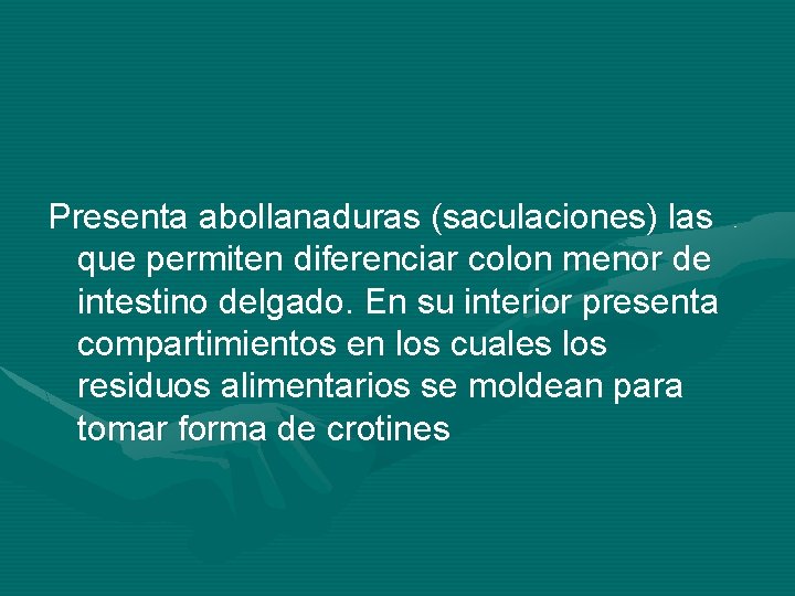 Presenta abollanaduras (saculaciones) las que permiten diferenciar colon menor de intestino delgado. En su