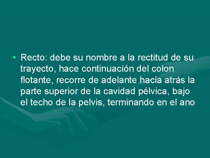  • Recto: debe su nombre a la rectitud de su trayecto, hace continuación