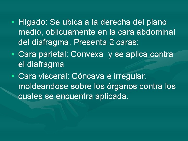  • Hígado: Se ubica a la derecha del plano medio, oblicuamente en la