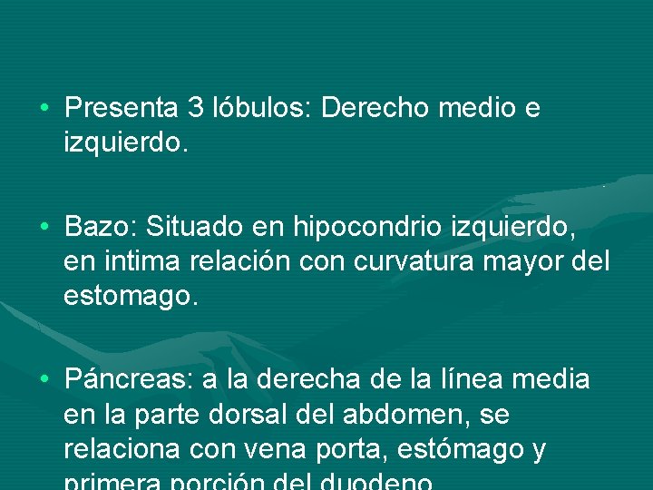  • Presenta 3 lóbulos: Derecho medio e izquierdo. • Bazo: Situado en hipocondrio