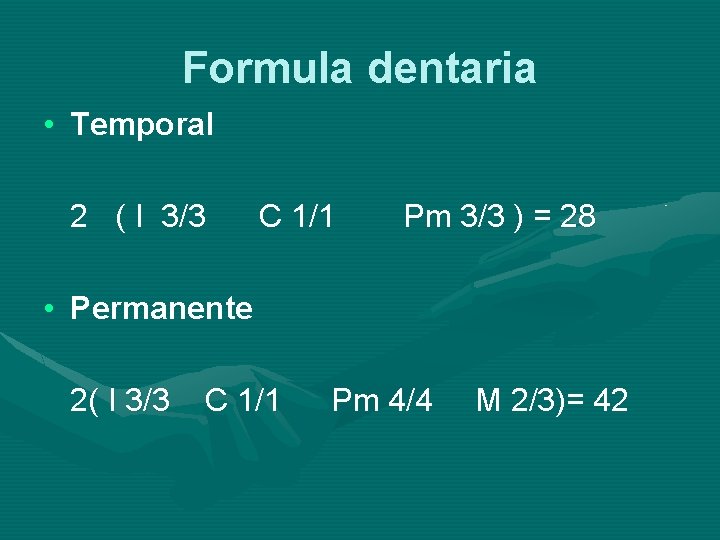 Formula dentaria • Temporal 2 ( I 3/3 C 1/1 Pm 3/3 ) =