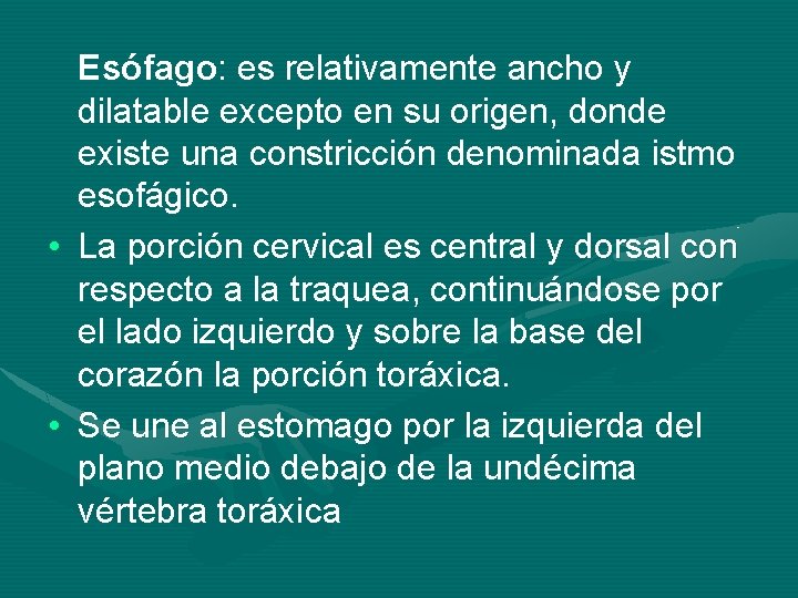 Esófago: es relativamente ancho y dilatable excepto en su origen, donde existe una constricción