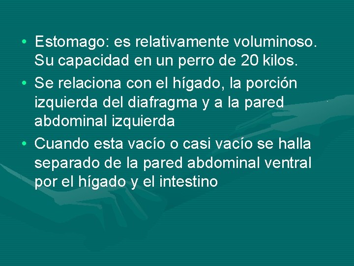  • Estomago: es relativamente voluminoso. Su capacidad en un perro de 20 kilos.