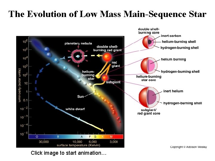 The Evolution of Low Mass Main-Sequence Star Click image to start animation… 