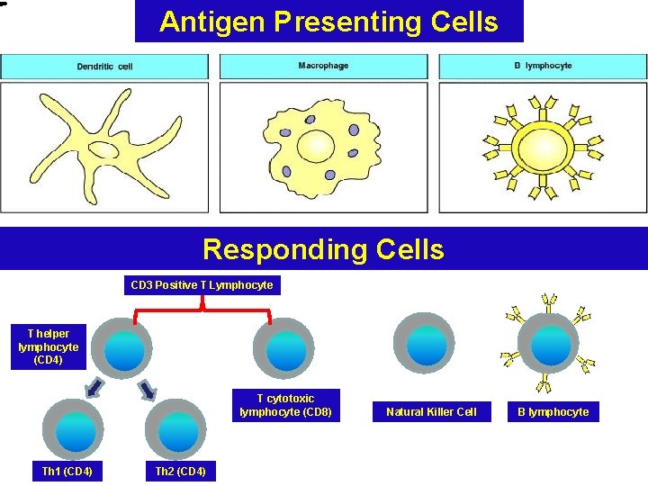 Antigen Presenting Cells Responding Cells CD 3 Positive T Lymphocyte T helper lymphocyte (CD