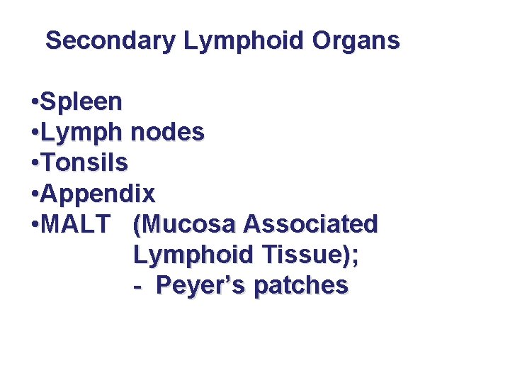 Secondary Lymphoid Organs • Spleen • Lymph nodes • Tonsils • Appendix • MALT