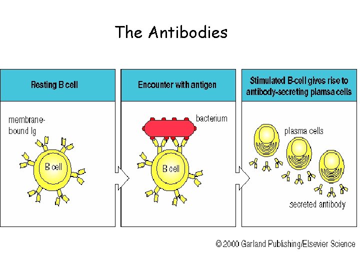 The Antibodies 