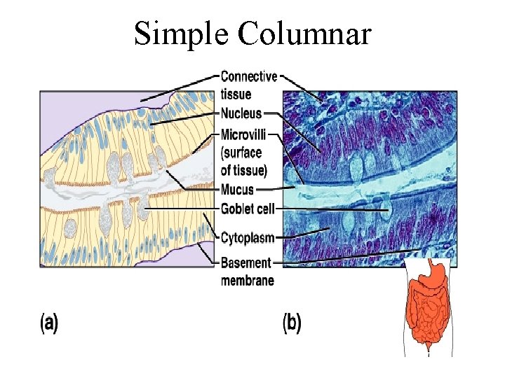 Simple Columnar 