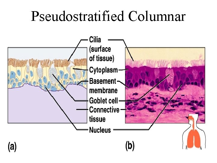 Pseudostratified Columnar 