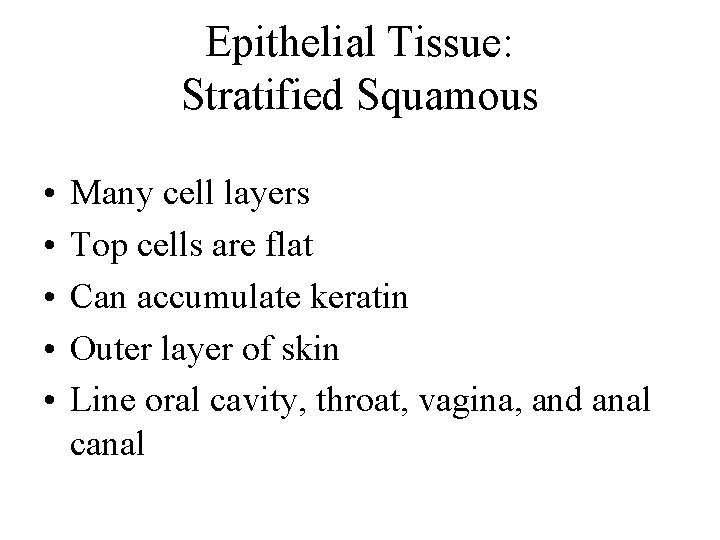 Epithelial Tissue: Stratified Squamous • • • Many cell layers Top cells are flat