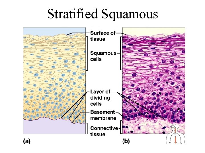 Stratified Squamous 