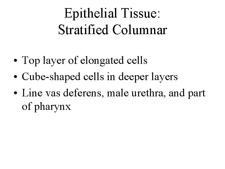 Epithelial Tissue: Stratified Columnar • Top layer of elongated cells • Cube-shaped cells in