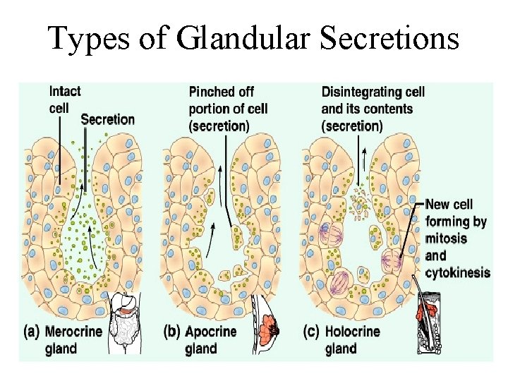 Types of Glandular Secretions 