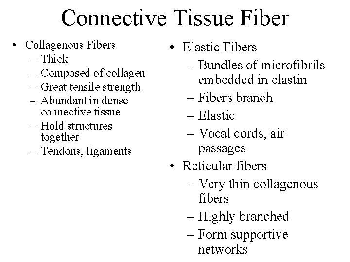 Connective Tissue Fiber • Collagenous Fibers – Thick – Composed of collagen – Great