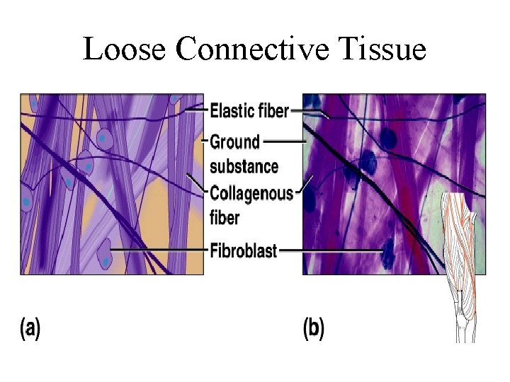 Loose Connective Tissue 