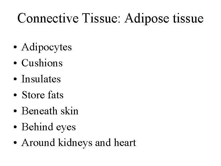 Connective Tissue: Adipose tissue • • Adipocytes Cushions Insulates Store fats Beneath skin Behind