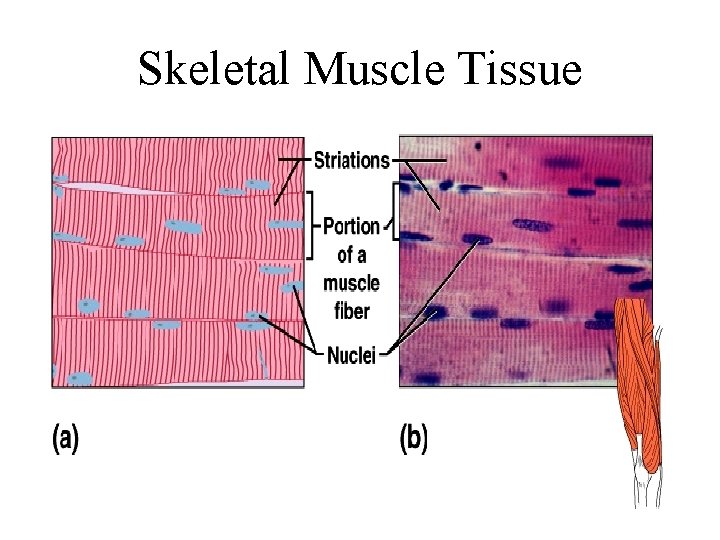 Skeletal Muscle Tissue 