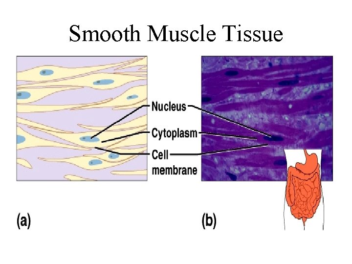 Smooth Muscle Tissue 