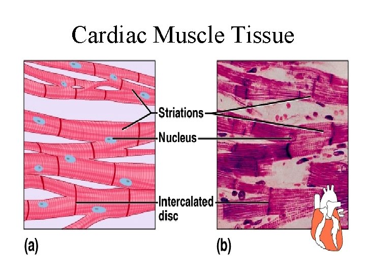 Cardiac Muscle Tissue 