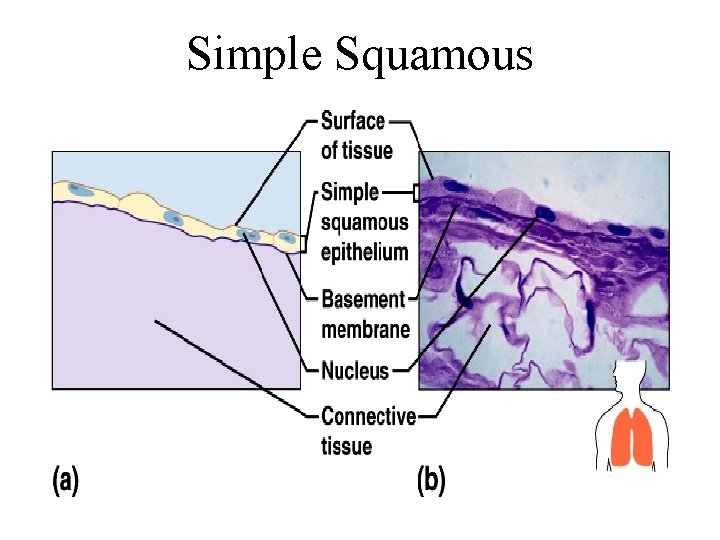 Simple Squamous 
